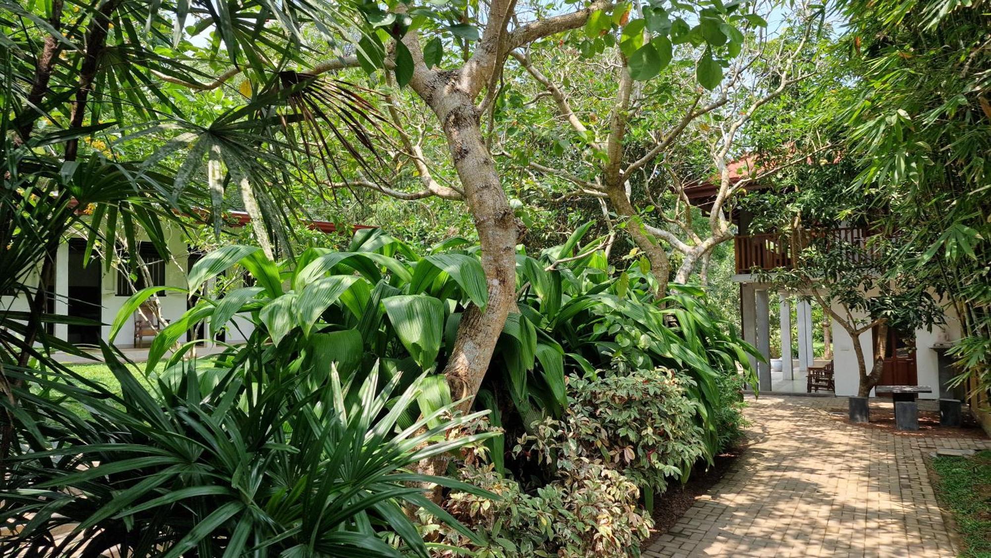 Villa Arana Bentota Extérieur photo